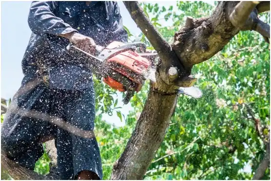 tree services Earlston